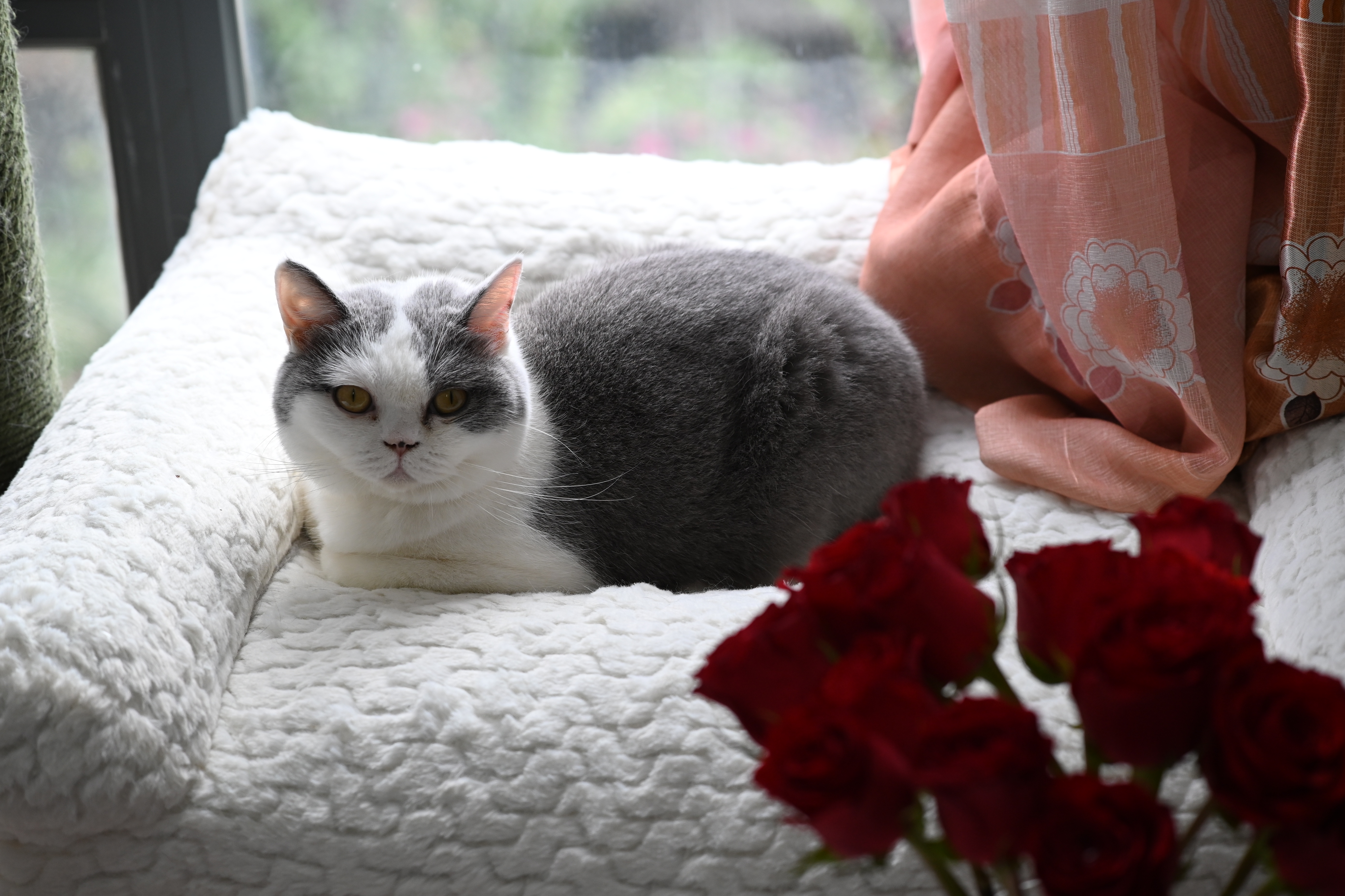 我家的猫咪